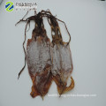 Dry squid whole round dried illex squid todarodes squid